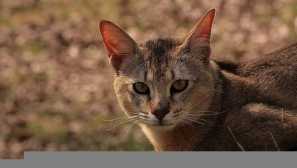 Уникален свят на животински пустиня